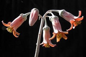 2021_A2_Cotyledon_undulata_0300x0200