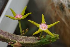 2021_A3_Stapelia_flavopurpurea_0300x0200