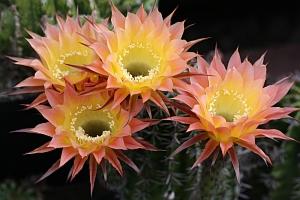 2021_K2_Echinopsis_Hybride_0300x0200