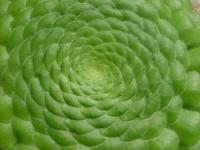 Aeonium_tabuliforme_1