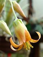 Cotyledon_undulata__2_1
