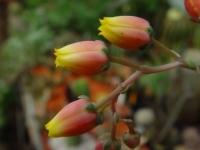 Echeveria_agavoides_1