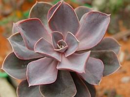 Echeveria_hort._Perle_von_Nuernberg0000_1