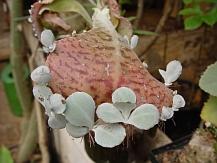 Kalanchoe_gaston_bonnieri_0003_1