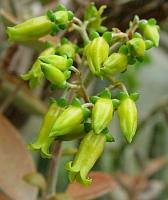 Kalanchoe_orgyalis_2_1