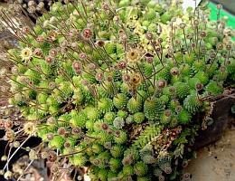 Monanthes_polyphylla_1