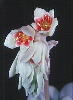 Pachyphythum_oviferum_790_1